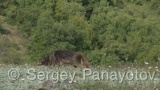 Video of Fox - Fox eating meal in the Rodopi mountain